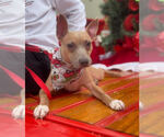 Small #1 American Pit Bull Terrier Mix