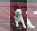 Small Photo #10 Great Pyrenees Puppy For Sale in ALTAVISTA, VA, USA