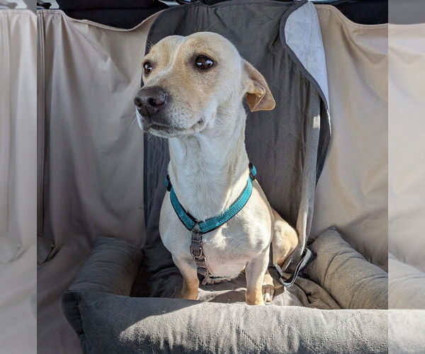 Medium Photo #9 Chihuahua-Unknown Mix Puppy For Sale in Lakewood, CO, USA