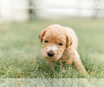 Small Photo #15 Goldendoodle Puppy For Sale in FREDERICA, DE, USA