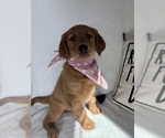 Gigi - Female Golden Retriever Puppy for Sale - Photo #2