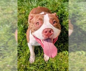 American Bulldog-American Staffordshire Terrier Mix Dogs for adoption in Akron, OH, USA