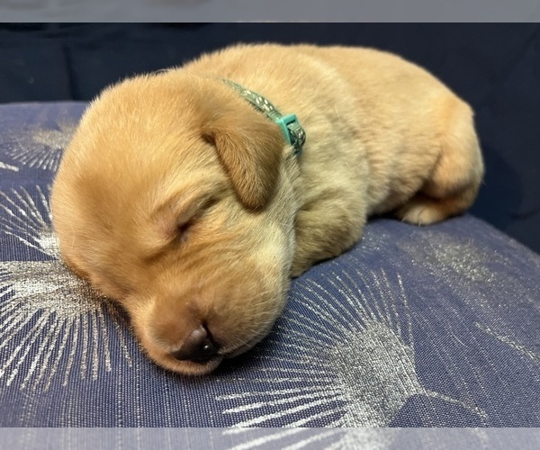 Medium Photo #27 Labrador Retriever Puppy For Sale in BARTLETT, IL, USA