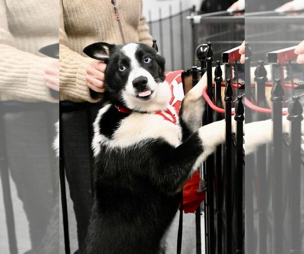 Medium Photo #8 Siberian Husky-Unknown Mix Puppy For Sale in Wakefield, RI, USA