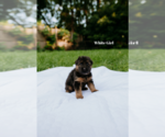 Small Photo #7 German Shepherd Dog Puppy For Sale in ROCKFORD, MI, USA