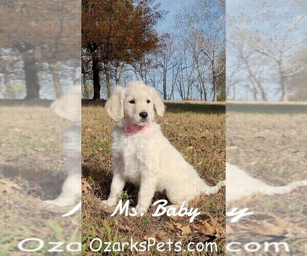 Medium Photo #3 Goldendoodle Puppy For Sale in GOLDEN CITY, MO, USA