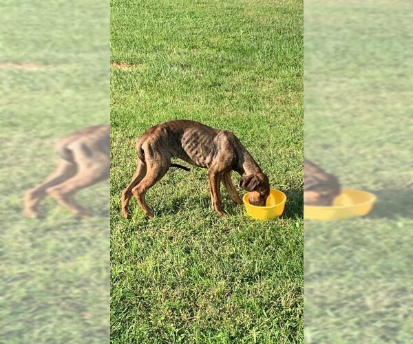 Medium Photo #22 Doberman Pinscher-Unknown Mix Puppy For Sale in Buffalo, MN, USA