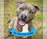 Small #3 American Staffordshire Terrier