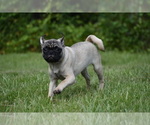 Small #3 Pug