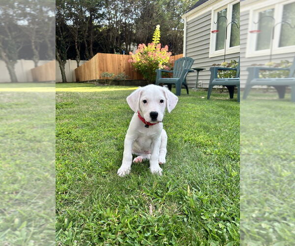 Medium Photo #3 Borador Puppy For Sale in Brewster, NY, USA