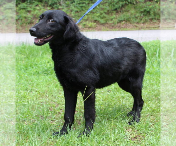 Medium Photo #2 Mutt Puppy For Sale in Prattville, AL, USA