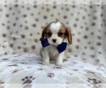 Small #8 Cavalier King Charles Spaniel
