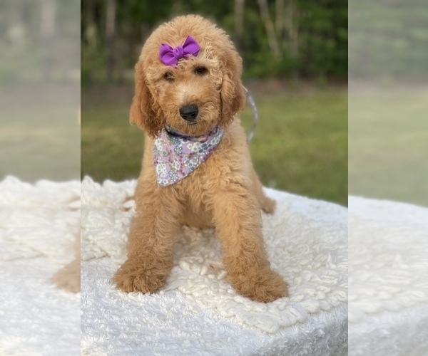 Medium Photo #6 Goldendoodle Puppy For Sale in FROSTPROOF, FL, USA