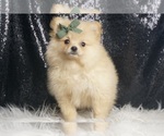 Puppy Bentley AKC Pomeranian