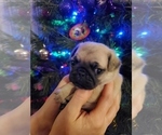 Puppy Cupcake Pug