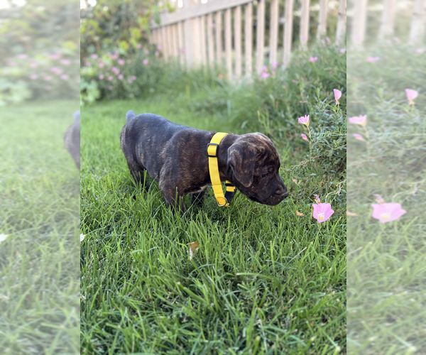Medium Photo #4 Cane Corso-Doberman Pinscher Mix Puppy For Sale in MODESTO, CA, USA