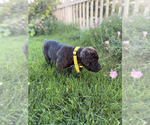 Small Photo #22 Cane Corso-Doberman Pinscher Mix Puppy For Sale in MODESTO, CA, USA