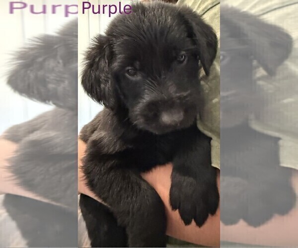 Medium Photo #9 Golden Retriever-Schnauzer (Giant) Mix Puppy For Sale in COLLEGE GROVE, TN, USA
