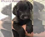 Small #8 Golden Retriever-Schnauzer (Giant) Mix