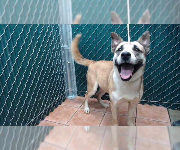 Medium Photo #1 German Shepherd Dog-Unknown Mix Puppy For Sale in Downey, CA, USA