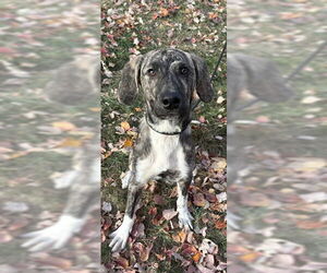 Plott Hound Dogs for adoption in Lee's Summit, MO, USA
