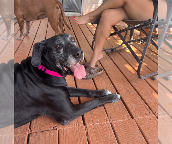 Medium Photo #5 Great Dane Puppy For Sale in Bullard, TX, USA