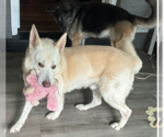 Small Photo #3 German Shepherd Dog Puppy For Sale in Centreville, VA, USA