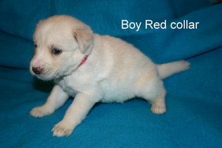 Goberian Puppy for sale in DAVENPORT, FL, USA