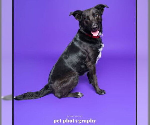 Medium Photo #7 Mutt Puppy For Sale in Fargo, ND, USA