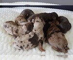 Image preview for Ad Listing. Nickname: Litter of 6
