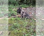 Small Photo #13 French Bulldog Puppy For Sale in MARIETTA, GA, USA