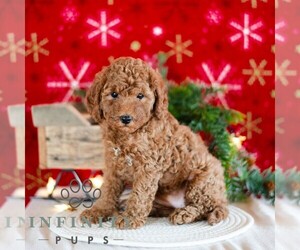 Poodle (Miniature) Puppy for sale in MILL HALL, PA, USA