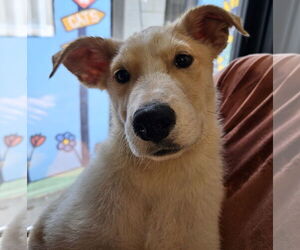 Huskies -Unknown Mix Dogs for adoption in Salt Lake City, UT, USA