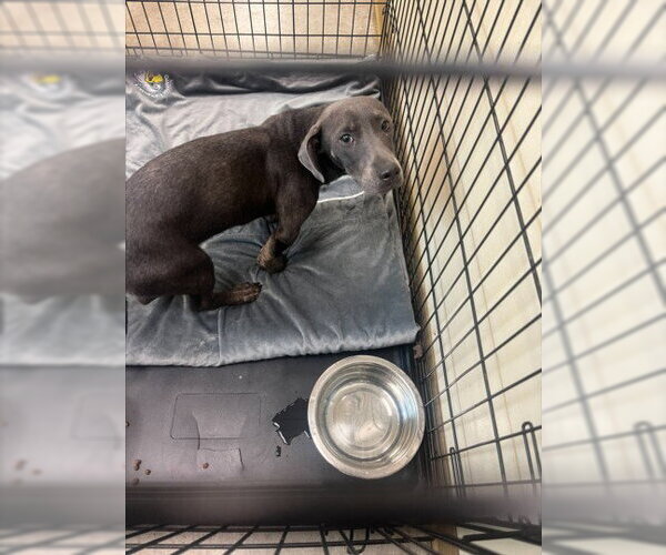Medium Photo #1 Dachshund-Unknown Mix Puppy For Sale in Texas City, TX, USA