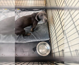 Dachshund-Unknown Mix Dogs for adoption in Texas City, TX, USA