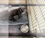 Small Dachshund Mix