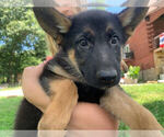 Puppy black and tan German Shepherd Dog