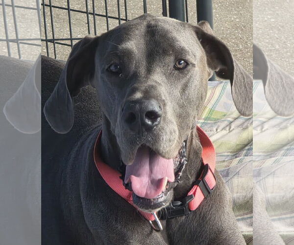 Medium Photo #3 Great Dane Puppy For Sale in Palm Beach, FL, USA