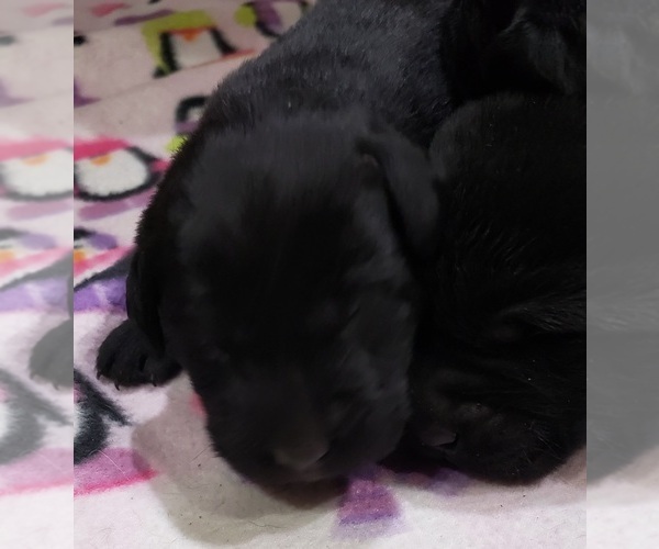 Medium Photo #19 Labrador Retriever Puppy For Sale in OLYMPIA, WA, USA