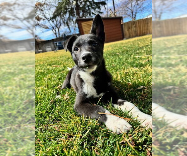 Medium Photo #4 Mutt Puppy For Sale in Sandy, UT, USA