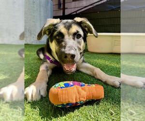 German Shepherd Dog Dogs for adoption in San Francisco, CA, USA