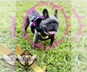 Mother of the French Bulldog puppies born on 08/01/2024