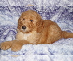 Small #3 Labradoodle