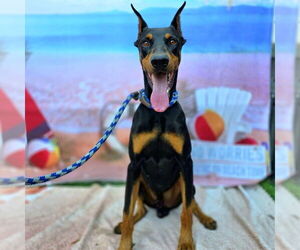 Doberman Pinscher Dogs for adoption in Long Beach, CA, USA