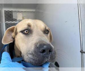 American Pit Bull Terrier Dogs for adoption in Bakersfield, CA, USA