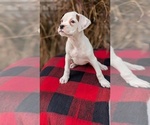 Small #15 Boxer