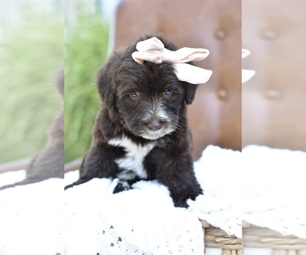Medium Photo #6 Portuguese Water Dog Puppy For Sale in MILLERSBURG, OH, USA