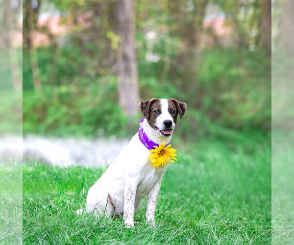 Medium Photo #7 Coonhound-Unknown Mix Puppy For Sale in Unionville, PA, USA
