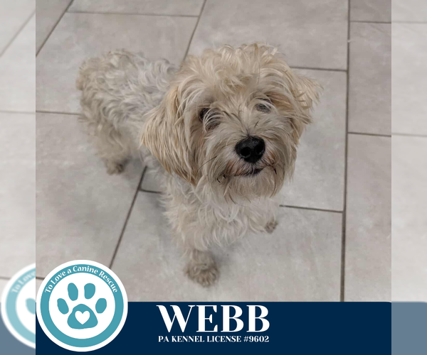 Medium Photo #1 Maltese-Unknown Mix Puppy For Sale in Kimberton, PA, USA