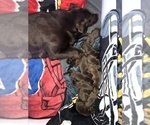Small Photo #1 Labrador Retriever Puppy For Sale in CLEARWATER, FL, USA